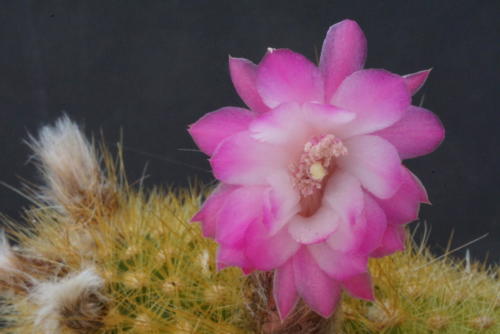 Cleistocactus roseiflorus
