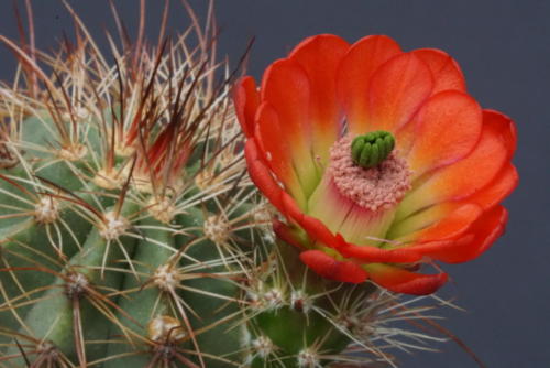 Echinocereus coccineus var. paucispinus