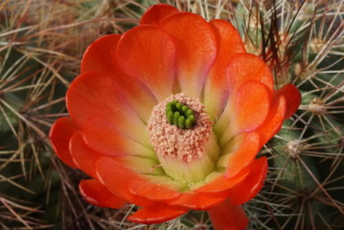 Echinocereus coccineus var. paucispinus