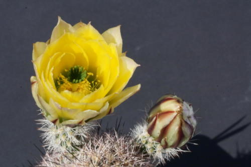 Echinocereus dasyacanthus var. rectispinus