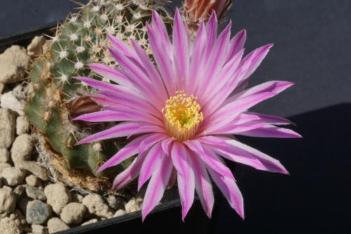 Echinocereus pulchellus ssp. venustus