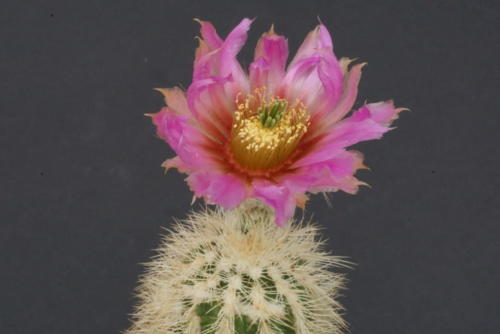 Echinocereus reichenbachii ssp. baileyi