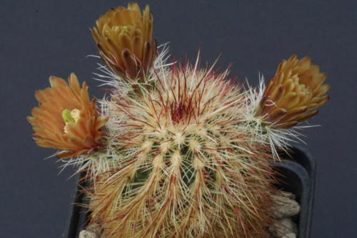 Echinocereus russanthus var. rhyolithensis (SB 47)