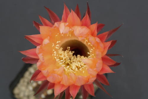 Echinopsis Hybr. "16-2001"