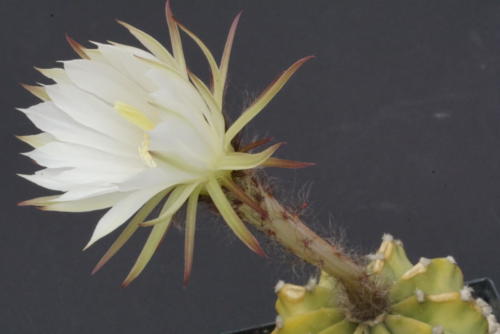 Echinopsis subdenudata cv Fuzzy Navel