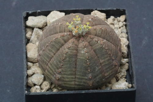 Euphorbia orbesa