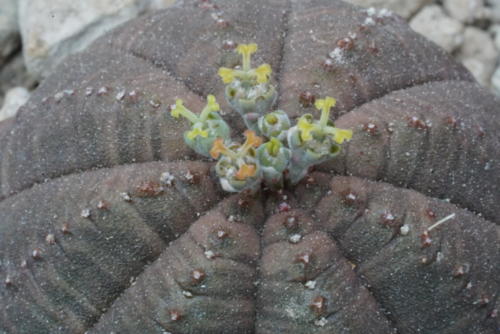 Euphorbia orbesa