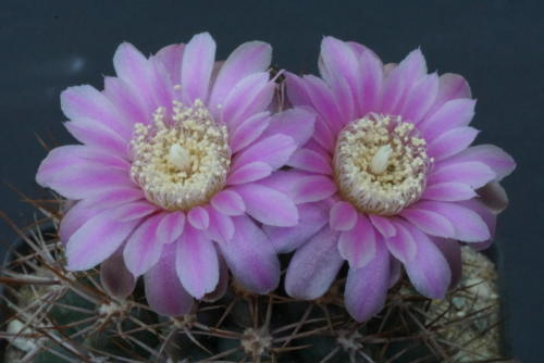 Gymnocalycium neuhuberi