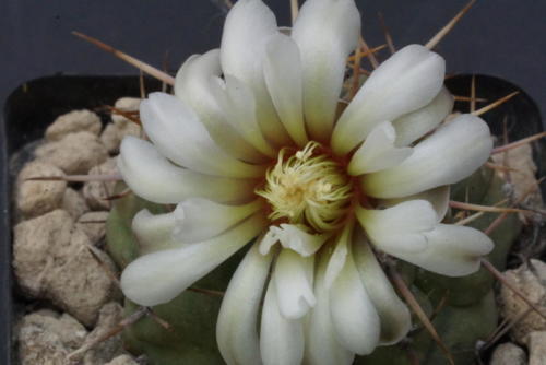 Gymnocalycium schroederianum