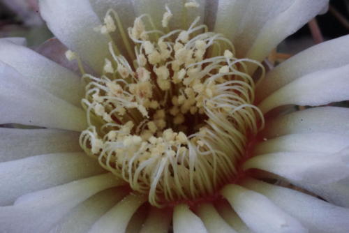 Gymnocalycium schroederianum