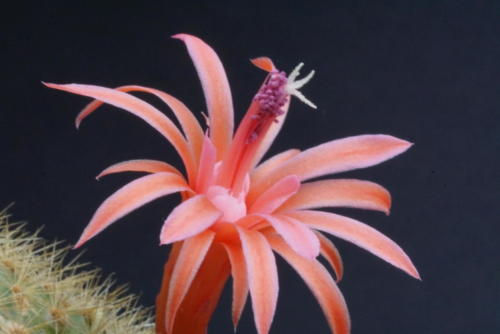 Hildewinteria aureispina