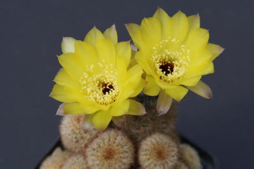 Lobivia aurea var. leucomalla