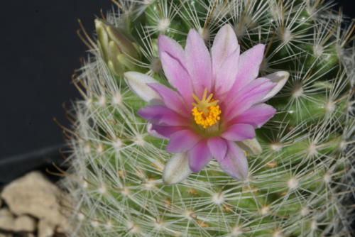 Mammillaria boolii