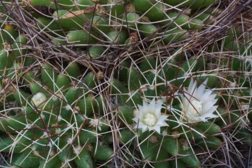Mammillaria camptotricha