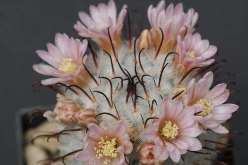 Mammillaria perezdelarosa var. andersonii