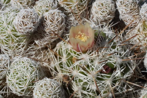 Mammillaria vetula ssp. gracilis
