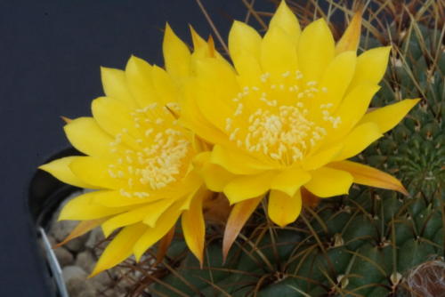 Matucana aureiflora