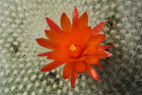 Notocactus haselbergii