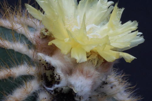 Notocactus magnificus Frucht u.Blüte