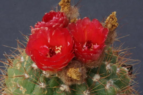 Notocactus ottonis cv. Venclu