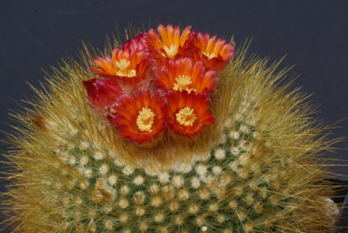 Parodia microsperma hybr.