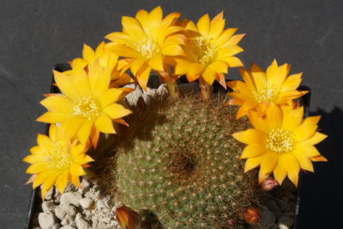 Rebutia Hybride