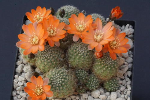 Rebutia pygmea var. elegantula