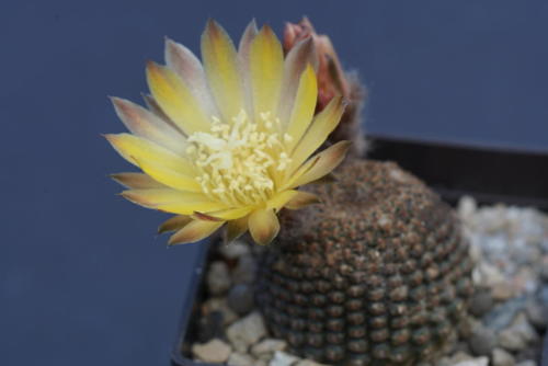 Reicheocactus famatimensis