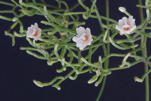 Rhipsalis burchellii