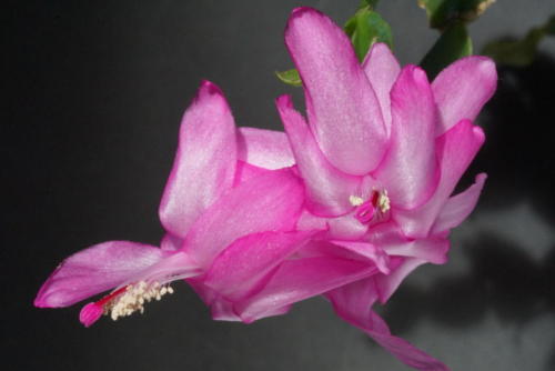 Schlumbergera Hybr. pink