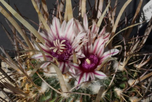 Stenocactus phyllacanthus